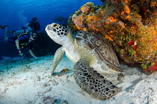 Scuba Diving Tours in the Great Barrier Reef